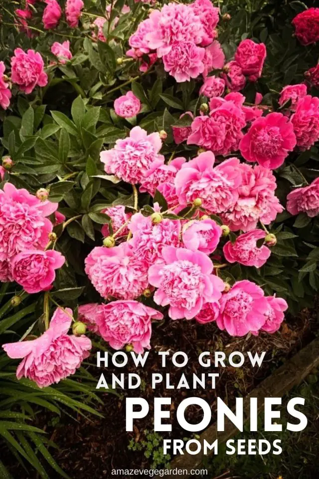 How To Grow And Plant Peonies From Seeds Amaze Vege Garden