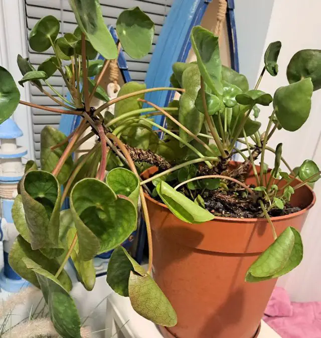 Why Are My Money Plant Leaves Curling And Turning Brown Amaze Vege