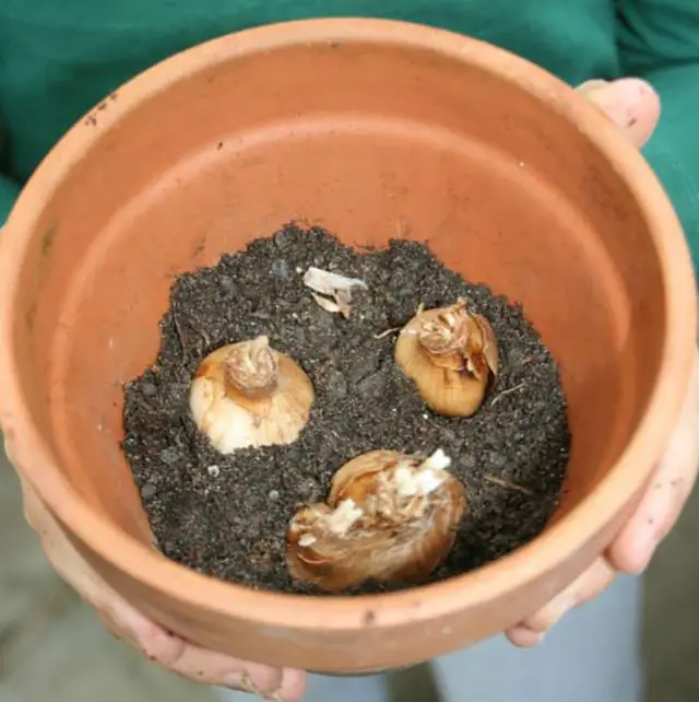 How Deep To Plant Daffodils Bulbs Amaze Vege Garden