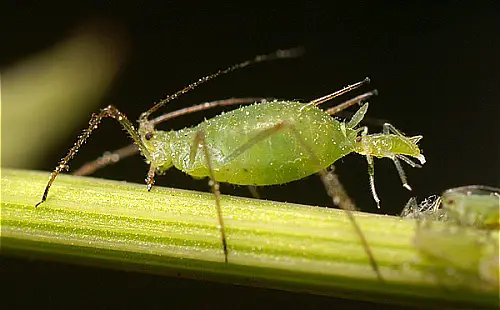 aphid plush