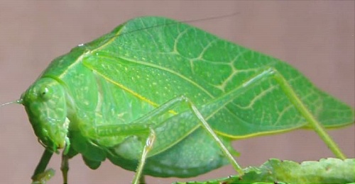 Top 10 Green Insects Commonly Found In A Garden Amaze Vege Garden