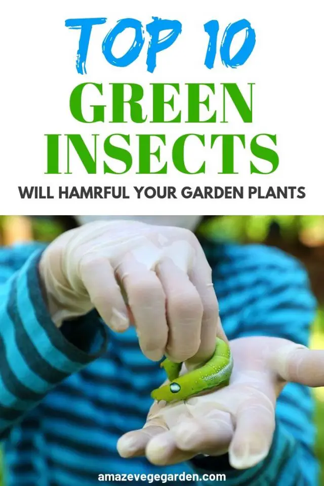 top-10-green-insects-commonly-found-in-a-garden-amaze-vege-garden