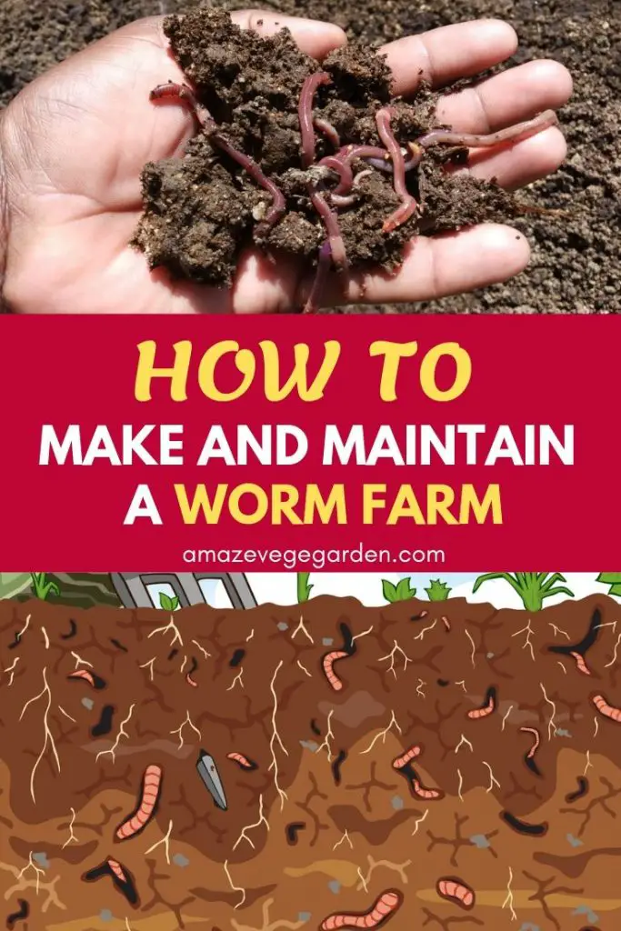 How to Make and Maintain a Worm Farm in Garden – Amaze Vege Garden