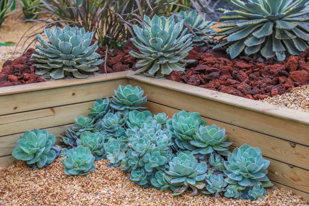 4 Simple Tips of Growing Succulents For Beginners - Amaze Vege Garden