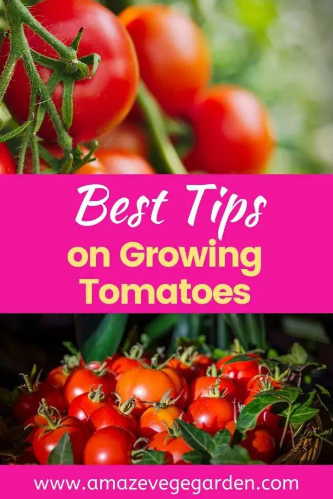 Tips on Planting and Growing Tomatoes – Amaze Vege Garden
