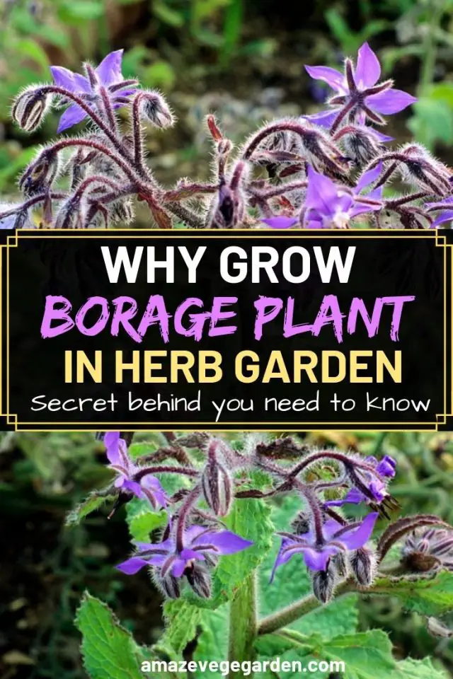 Why Grow the Borage Plant in Your Herb Garden? Amaze Vege Garden