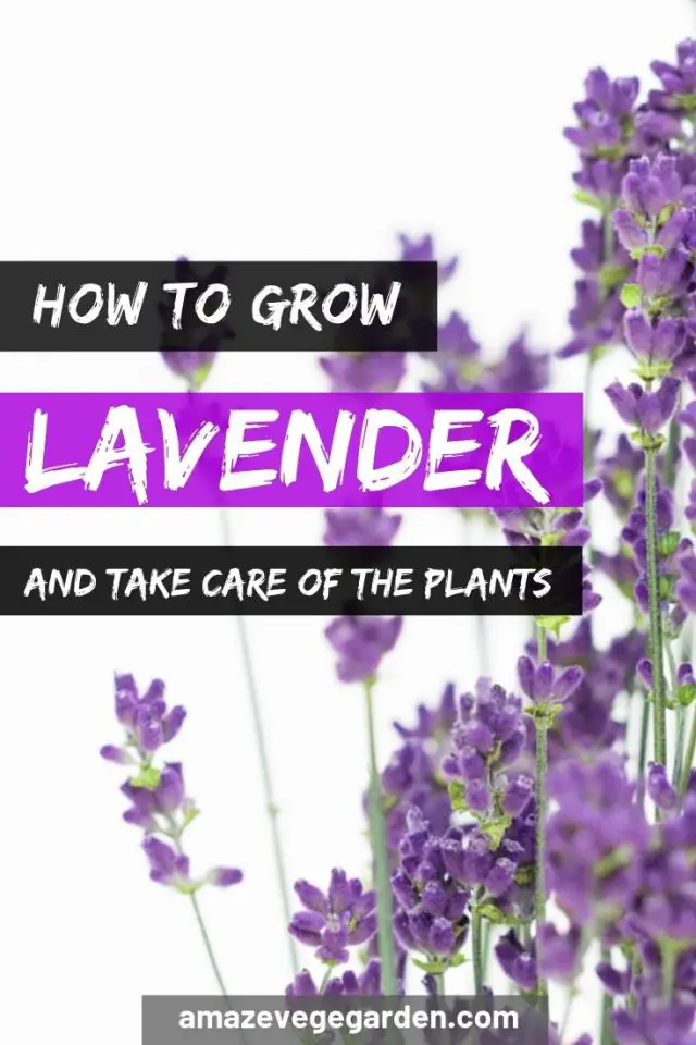 How To Grow Lavender And Take Care Of The Plants – Amaze Vege Garden