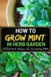 How to Grow Mint in Your Herb Garden – Amaze Vege Garden