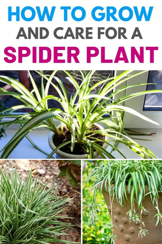 How To Grow and Care for a Spider Plant – Amaze Vege Garden
