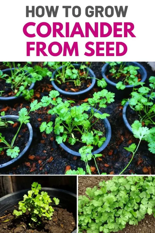 How To Grow Coriander From Seed Amaze Vege Garden