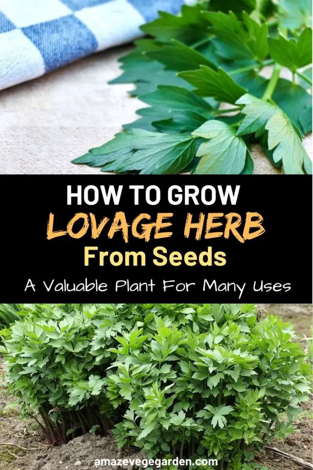 How To Grow Lovage Herb From Seeds– A Valuable Plant For Many Uses ...