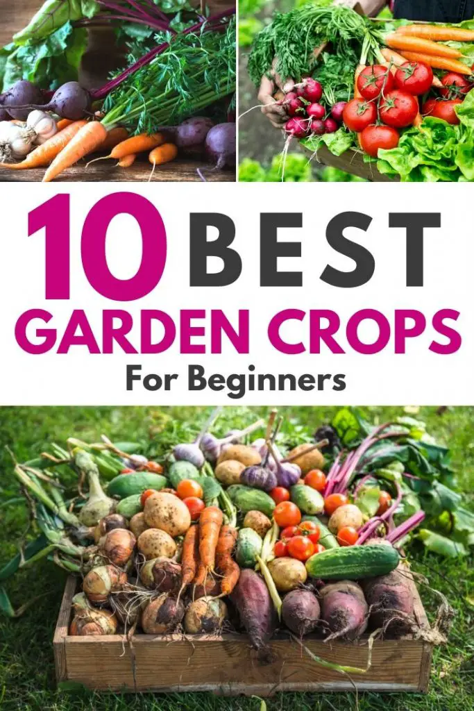 10 Best Garden Crops For Beginners – Amaze Vege Garden