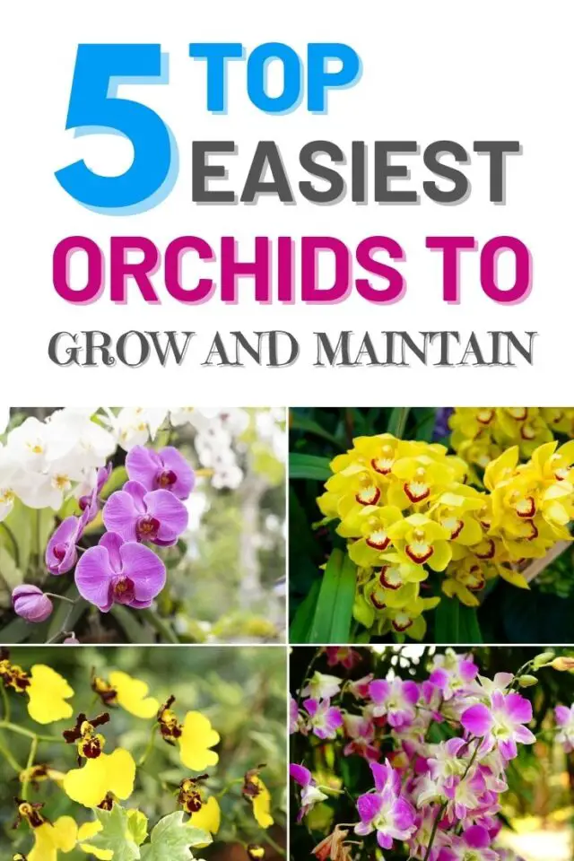 Top 5 Easiest Orchids To Grow – Amaze Vege Garden