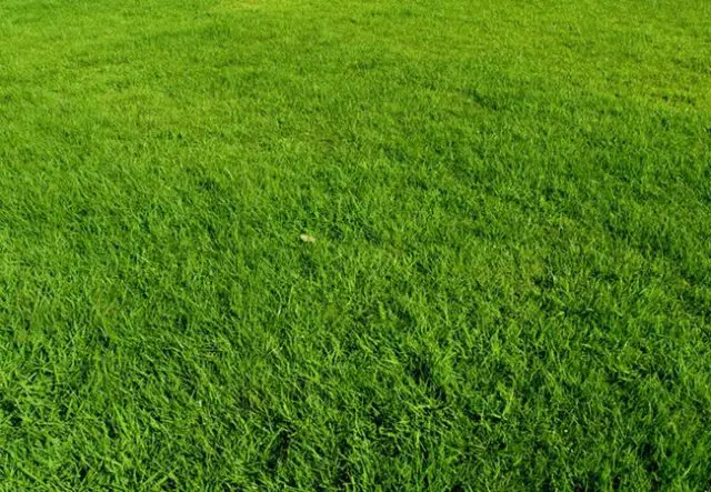 How To Plant Bermuda Grass Seed Efficiently – Amaze Vege Garden