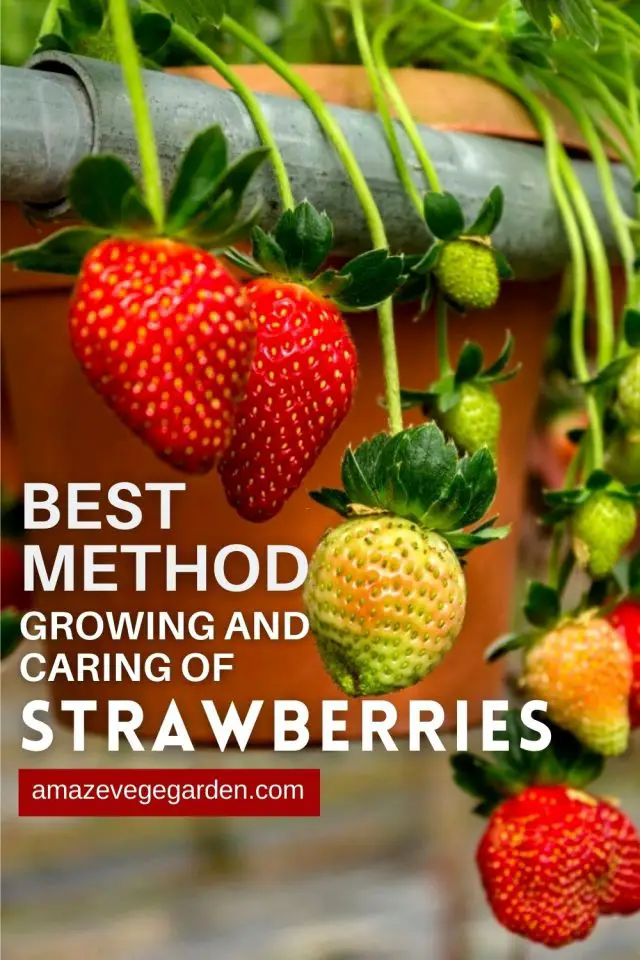 Best Method Of Growing, Harvesting, and Caring of Strawberries – Amaze ...