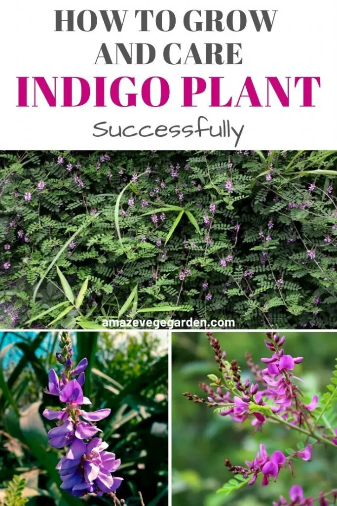 How to Successfully Grow and Care for an Indigo Plant – Amaze Vege Garden