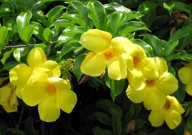 Yellow Allamanda Bush Flowering Shrub – Amaze Vege Garden