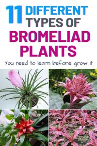 12 Different Types of Bromeliad Plants – Amaze Vege Garden