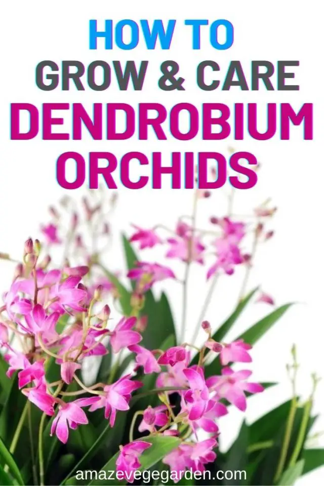 How To Grow And Care For Dendrobium Orchids – Amaze Vege Garden