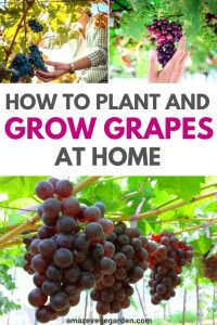 How To Plant and Grow Grapes In Home Garden – Amaze Vege Garden
