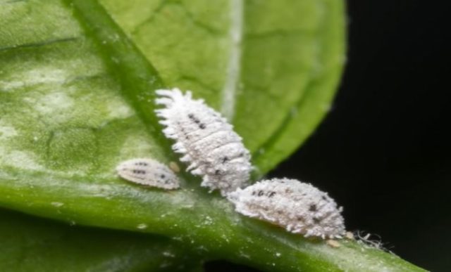 what does mealy bugs look like on plants