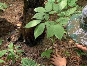 planting ginseng caring harvesting picking transplanting