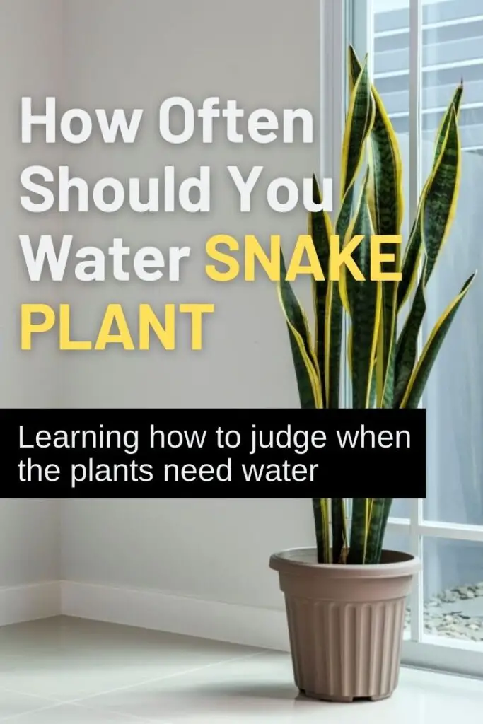 How Often Should You Water Snake Plant? – Amaze Vege Garden