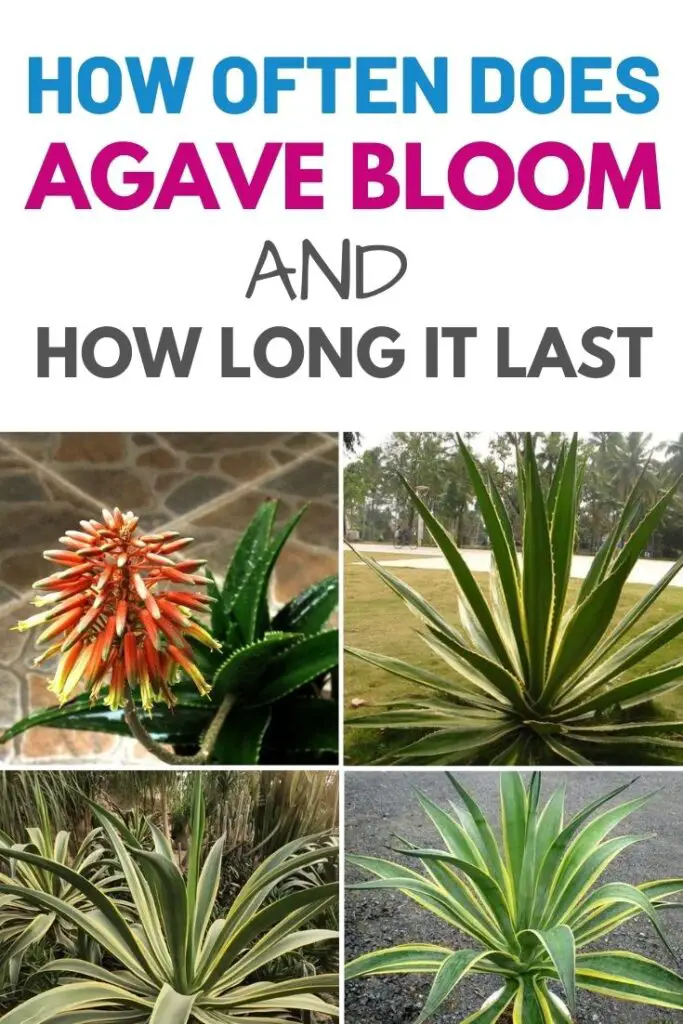 How Often Does Agave Bloom and How Long It Last? – Amaze Vege Garden