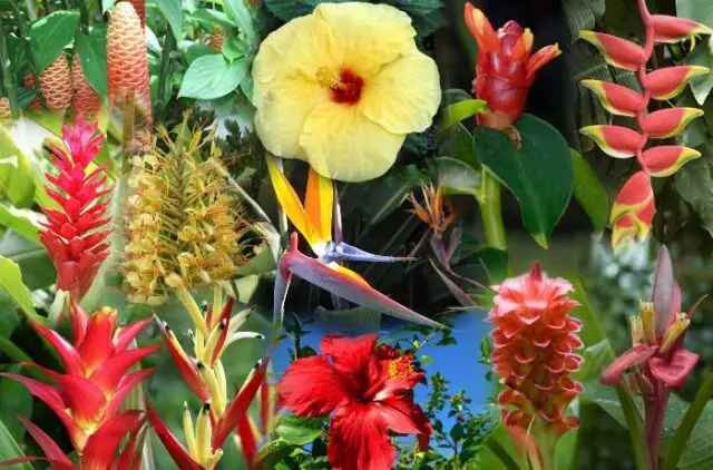 Knowing What Flower Are Hawaiian Leis Made Of Amaze Vege Garden