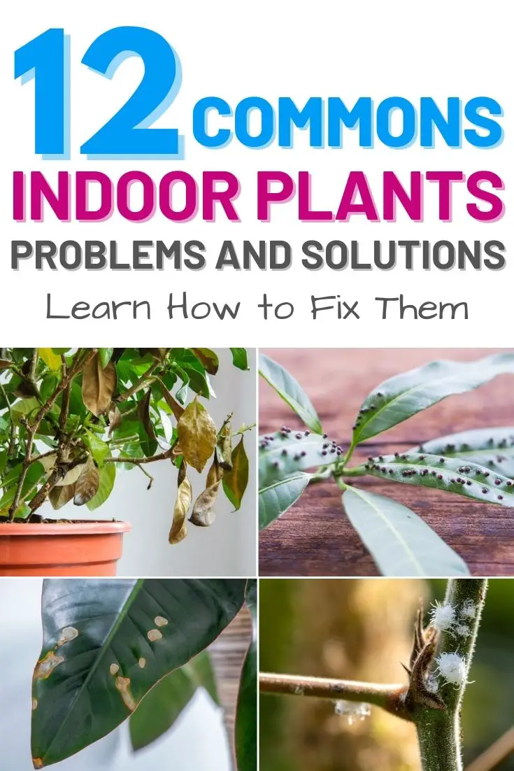 12 Common Indoor Plant Problems And How To Fix Them Amaze Vege Garden