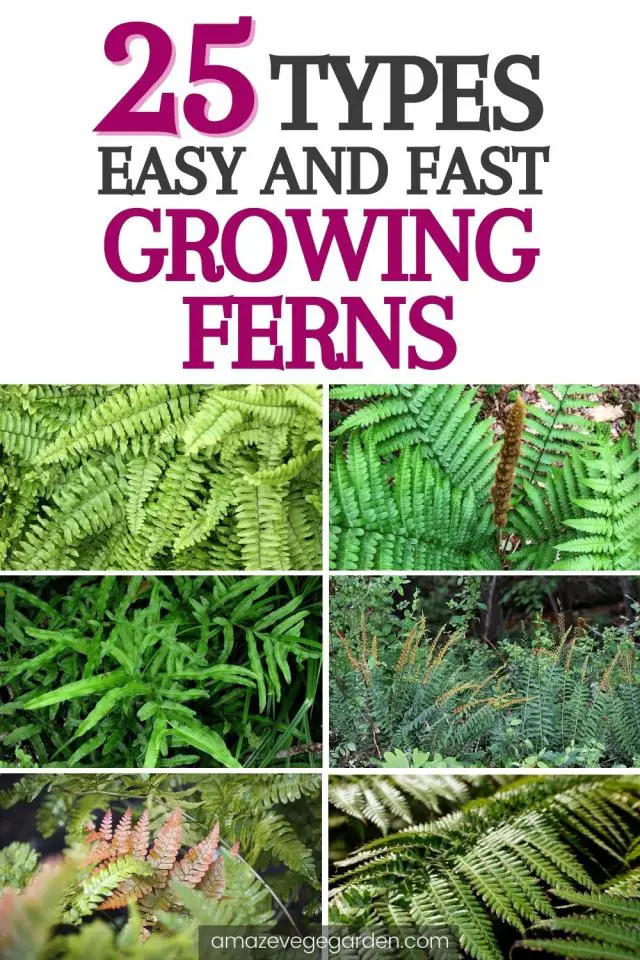 25 Types of Easy and Fast Growing Ferns – Amaze Vege Garden