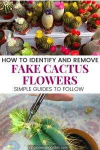 How To Identify and Remove Fake Cactus Flowers – Amaze Vege Garden
