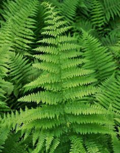 25 Types of Easy and Fast Growing Ferns – Amaze Vege Garden