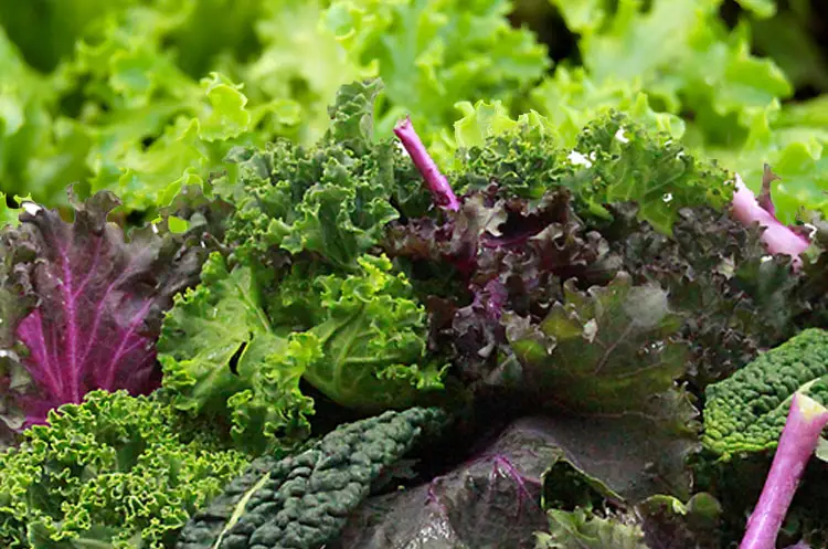 Loose Leaf Lettuce Varieties – Growing Your Own Greens – Amaze Vege Garden