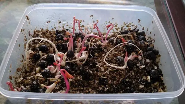 Growing Peonies From Seed 💐🌺💐 Collecting, Germinating and Growing to  Maturity 