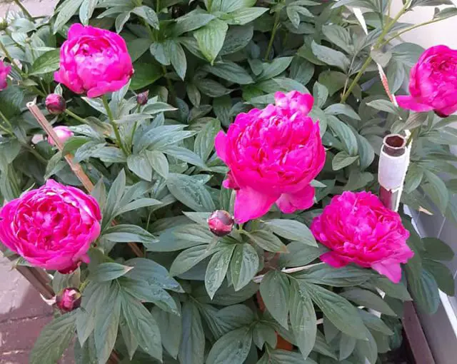 How To Grow and Plant Peonies From Seeds – Amaze Vege Garden