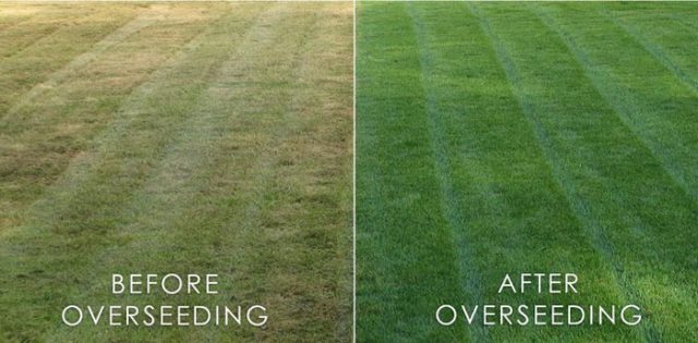 What is Scarifying? Why You Need To Do The Task? – Amaze Vege Garden