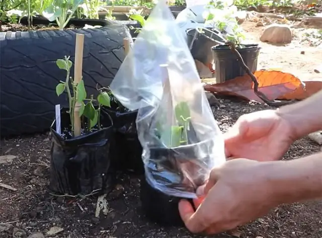 How To Propagate Paper Flowers (Bougainvillea Glabra) – Amaze Vege Garden