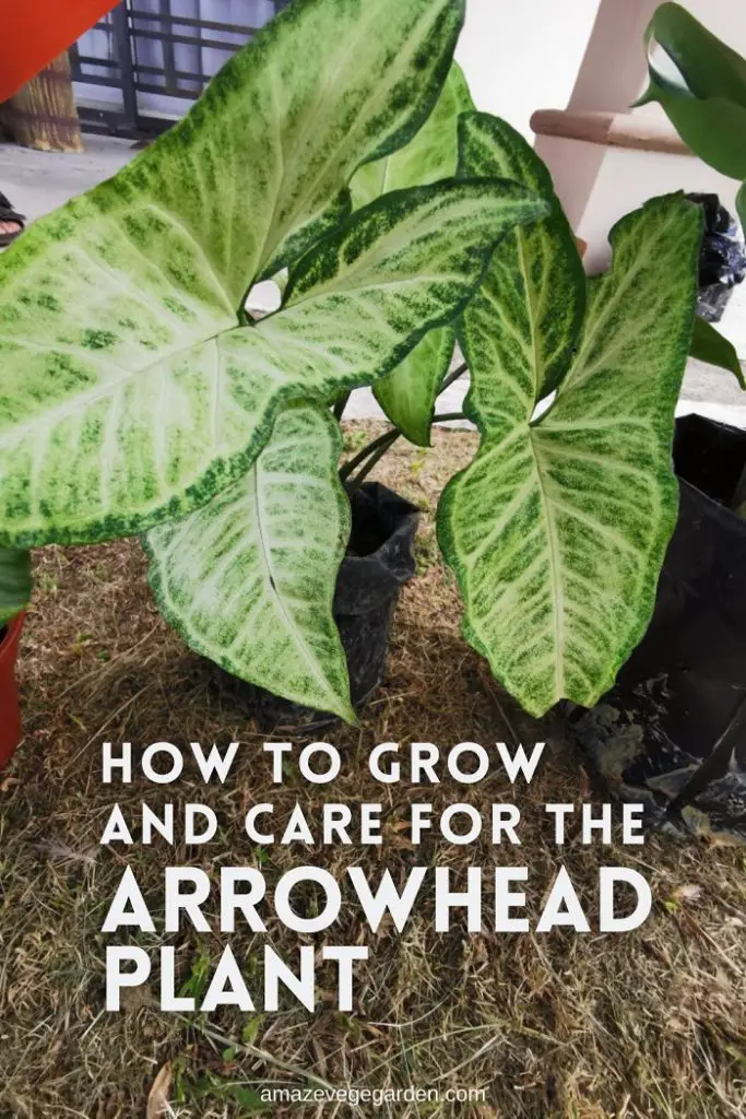 How to Grow and Care for the Arrowhead Plant – Amaze Vege Garden