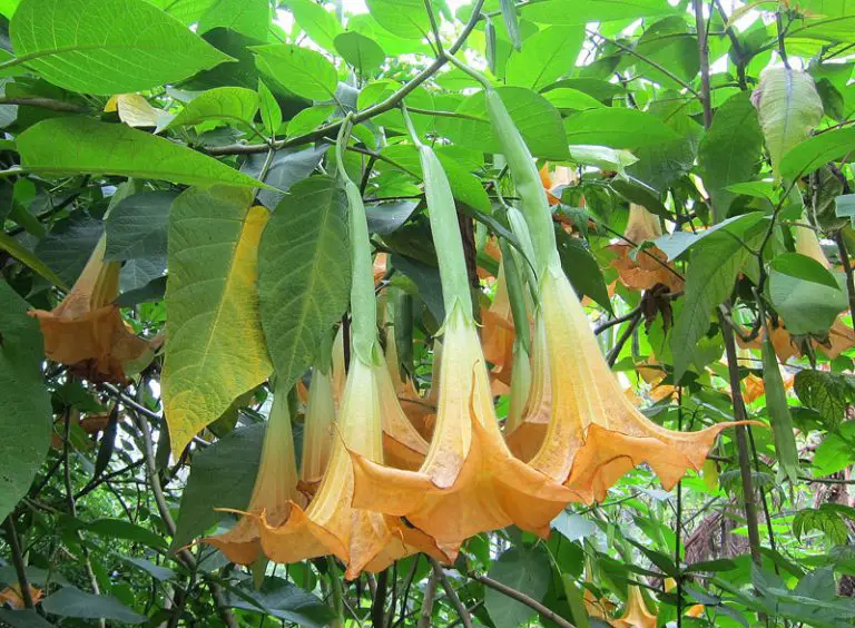 The Angel Trumpet Plant Is Both Beautiful And Toxic Amaze Vege Garden