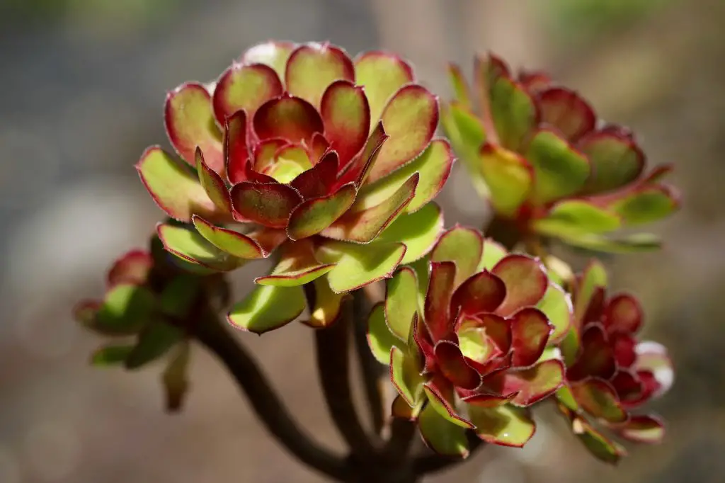 aeoniums succulents