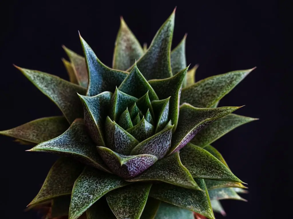 gasteria succulents