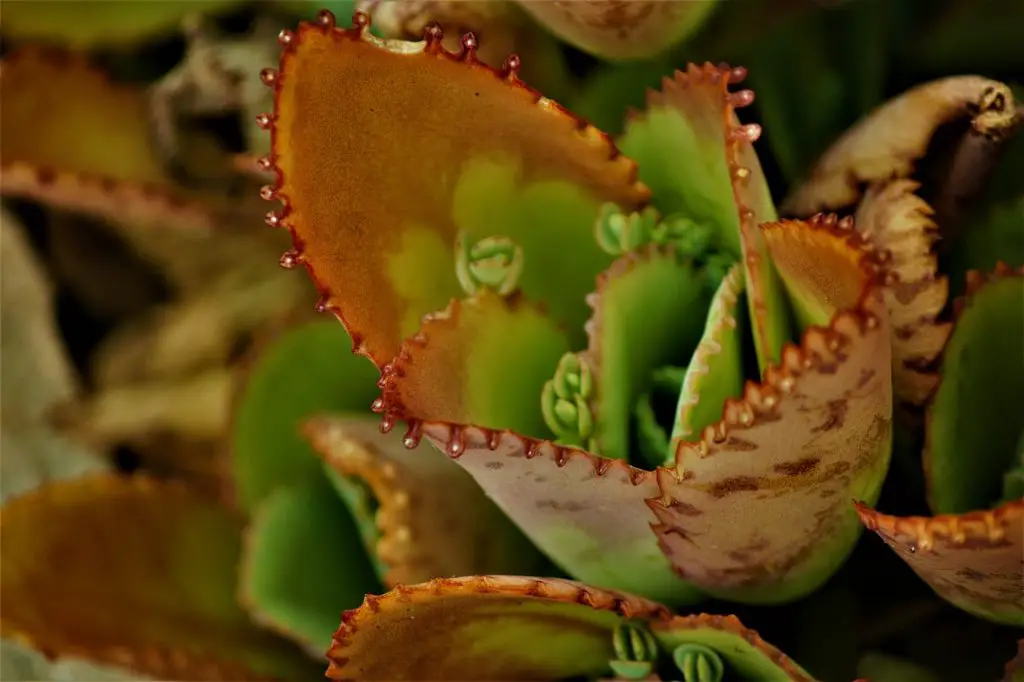 kalanchoe pinnata succulents