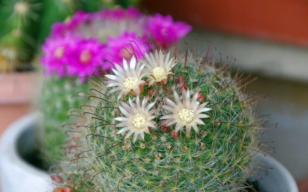 mammillaria succulent